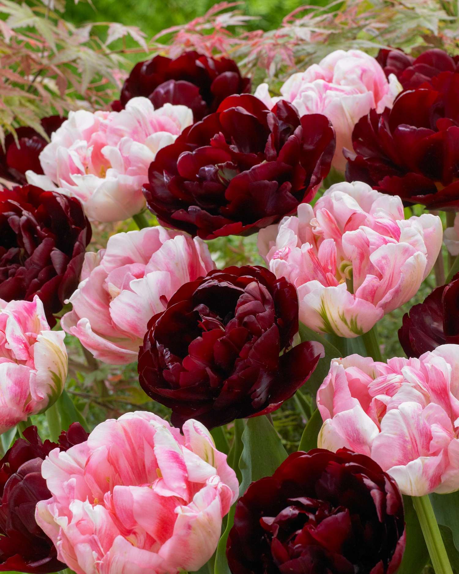 Tulppaanisekoitus 'Mia'
